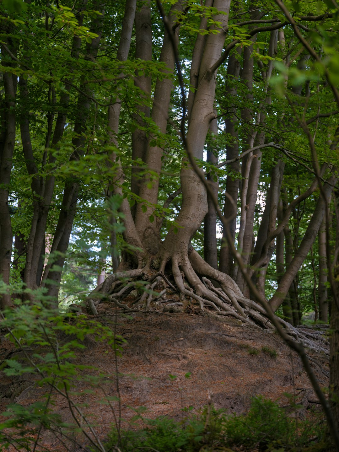Exposed tree roots