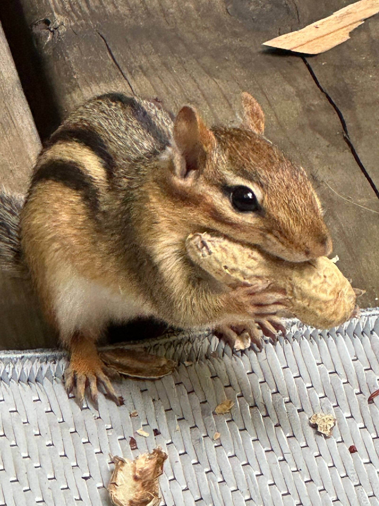 chipmunk with a shelled peanut in mouth