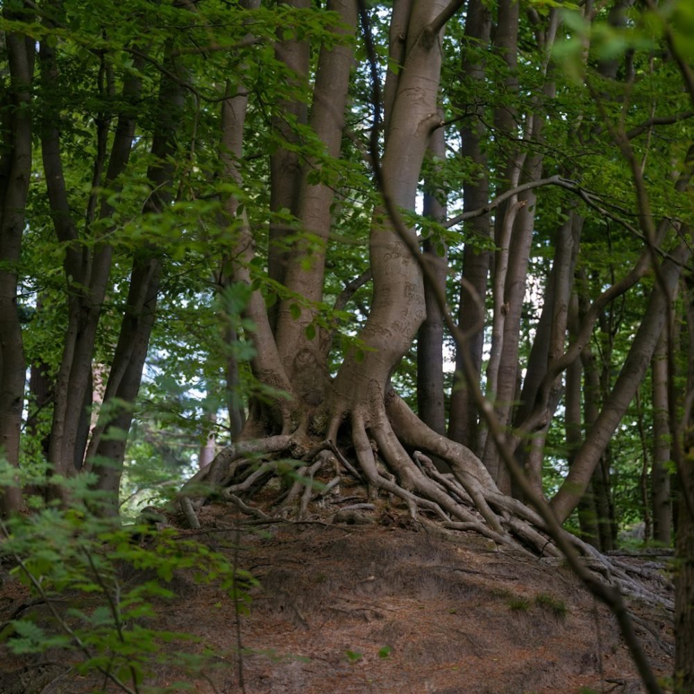 Exposed tree roots