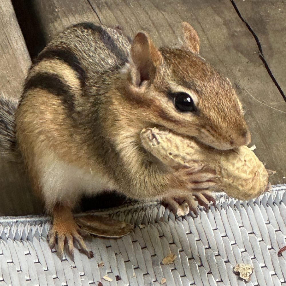 chipmunk with a shelled peanut in mouth